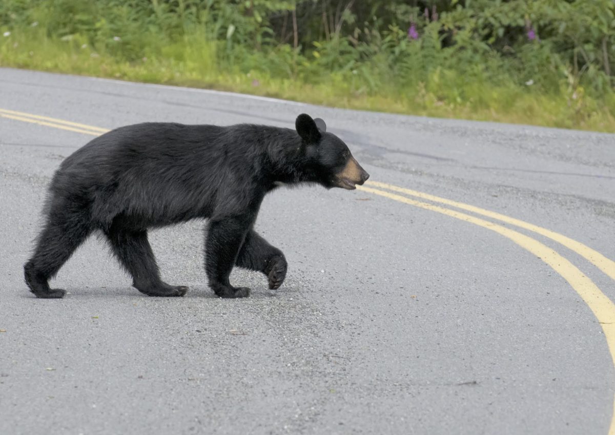 BE SMART AND BE BEARWISE