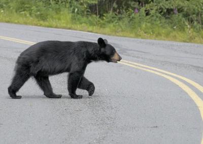 BE SMART AND BE BEARWISE