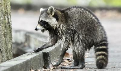 RABIES IN THIS AREA!