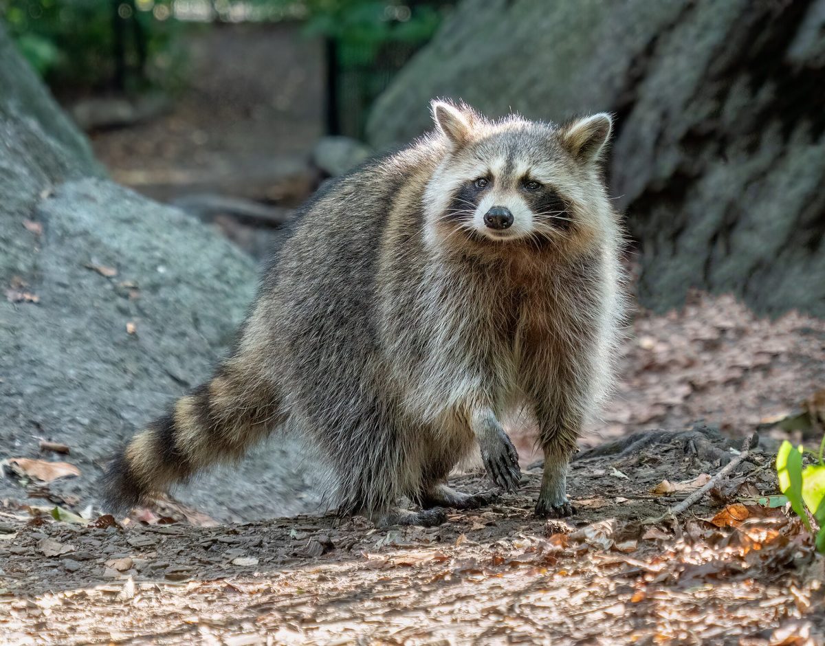 Rabid Raccoon Found in Randolph County: What Columbus-Area Residents Should Do