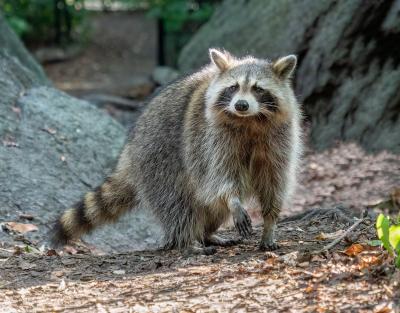 Rabid Raccoon Found in Randolph County: What Columbus-Area Residents Should Do
