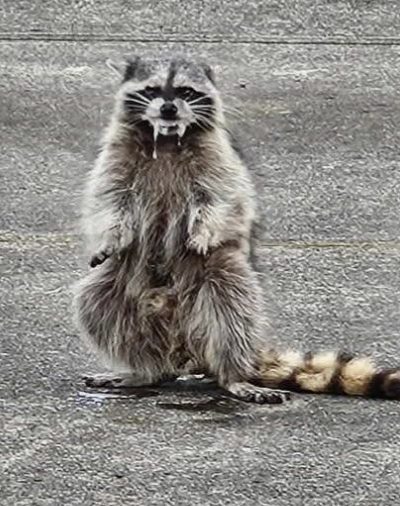 RABIES IN THIS AREA!
