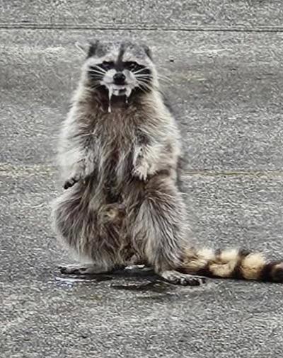 RABIES IN THIS AREA!