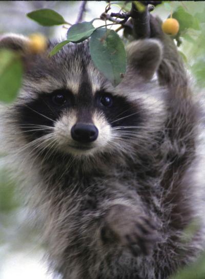 Rabid Raccoon Found in Schley County: What Columbus-Area Residents Should Do