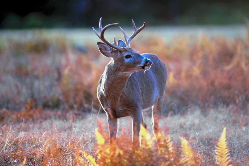 Georgia Deer Hunting Season Opens October 17: 250,000 Deer Harvested Last Season