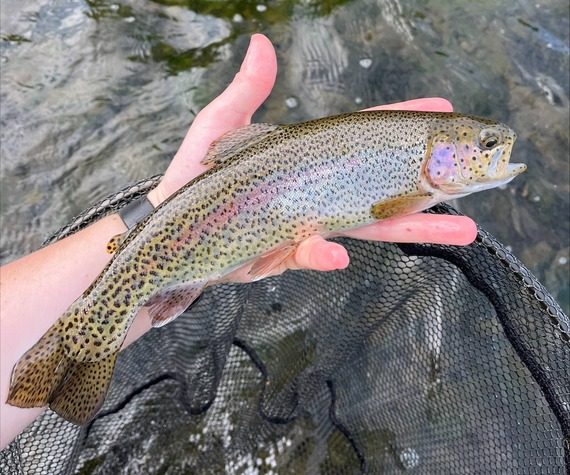 A Beautiful Rainbow Trout