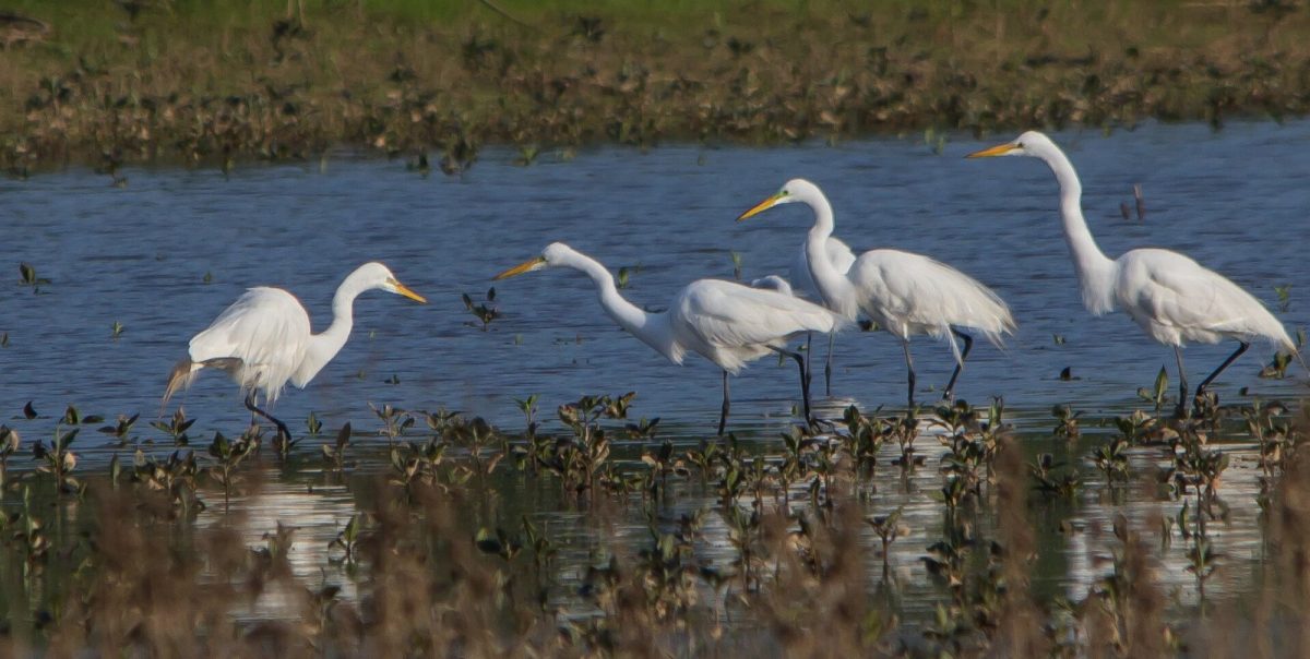 Egrets at West Point Lake in 2012.