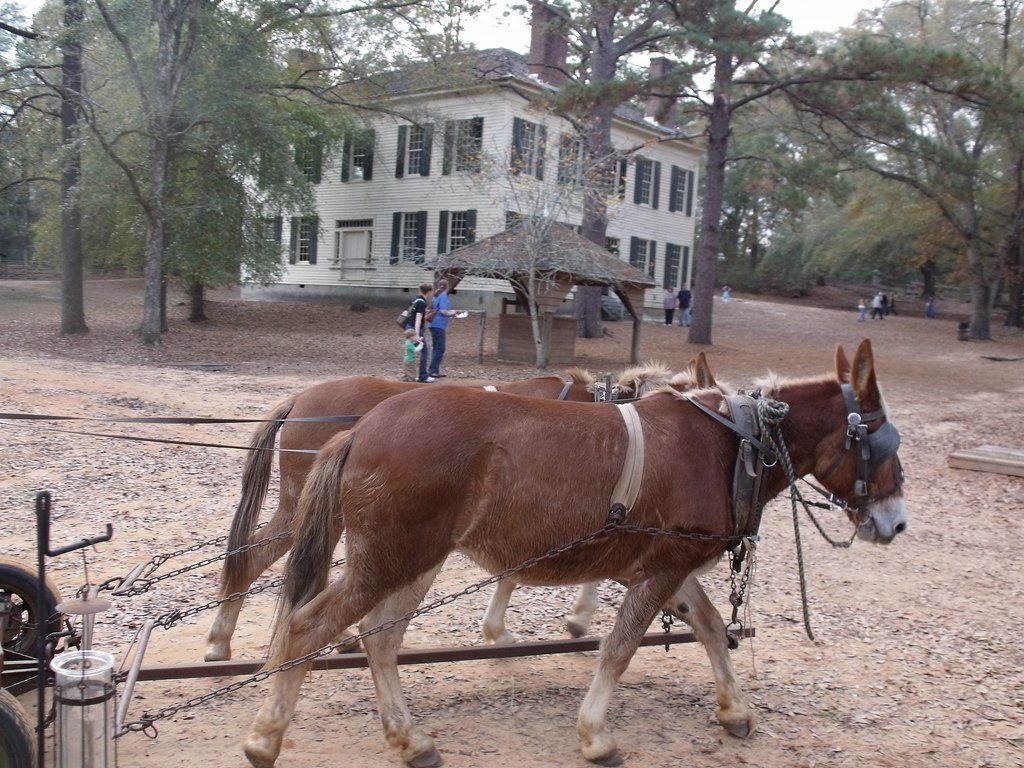A horse at work in front of a Westville house at the former Lumpkin site in 2012.