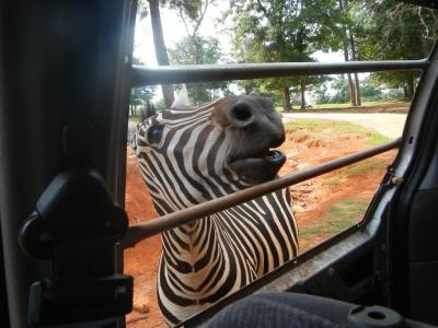 Wild Animal Safari by the Numbers: 500 Acres, 600 Animals and a 3.5-Mile Drive 40 Minutes From Columbus