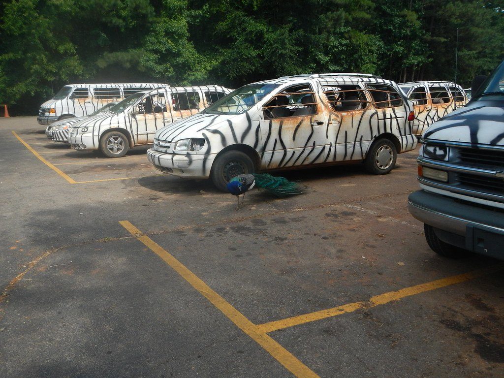 Zebra-striped rental vans in the parking lot at Wild Animal Safari in Pine Mountain.