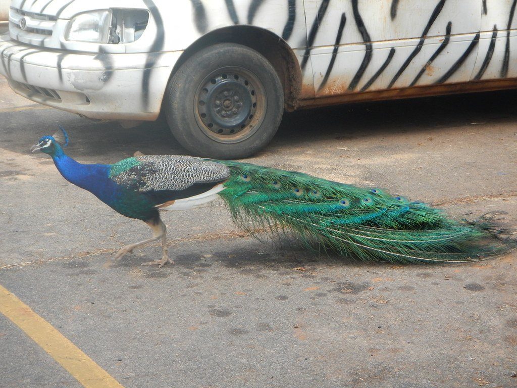 A peacock walks past a zebra-striped van at Wild Animal Safari.