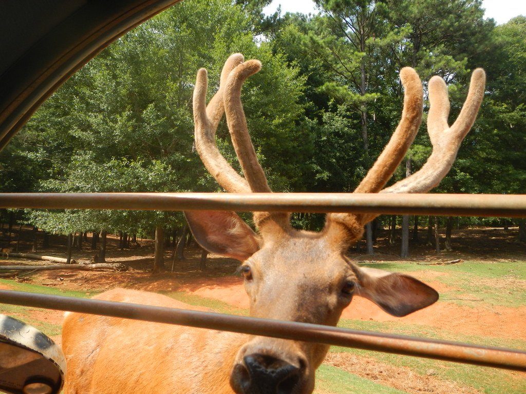 A deer with velvet antlers walks up to a car at Wild Animal Safari.