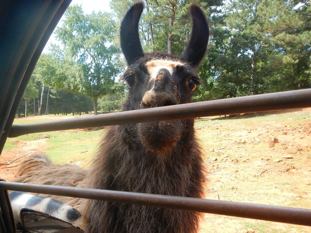 A llama looks into a car at Wild Animal Safari.