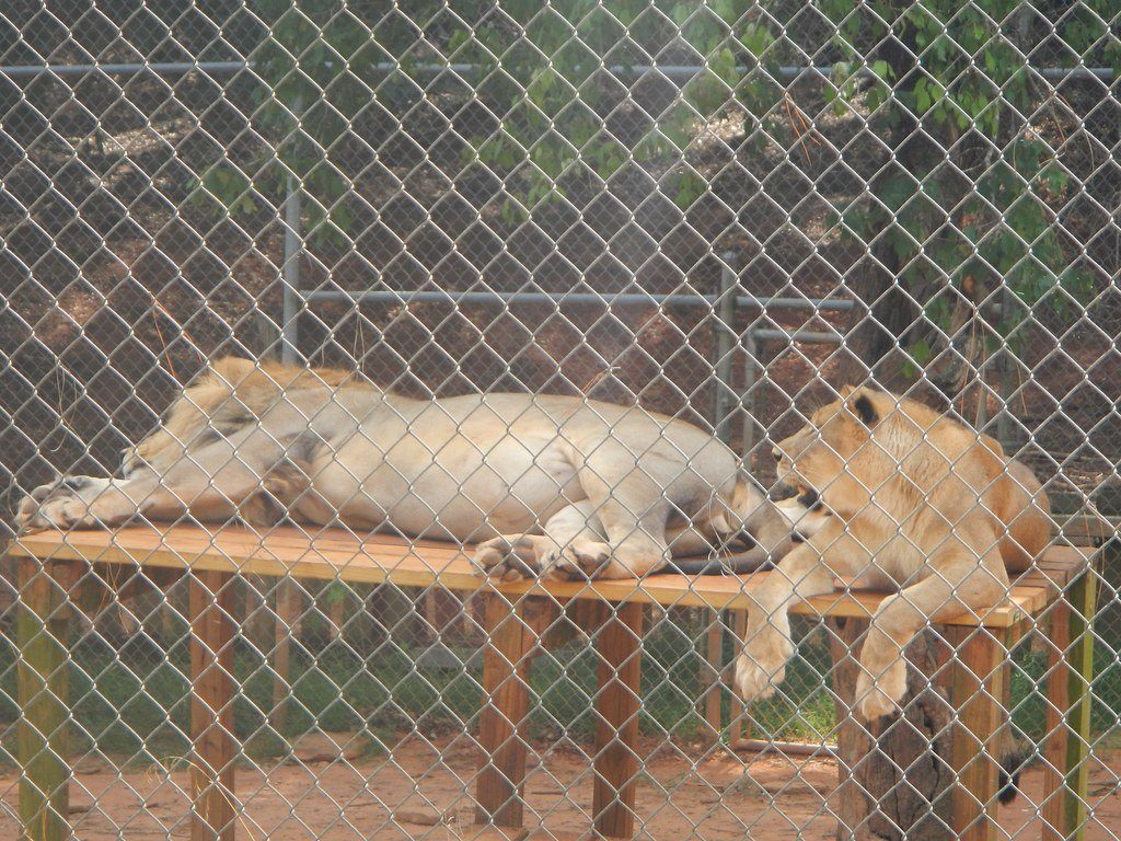 Big cats rest in their enclosure at Wild Animal Safari.