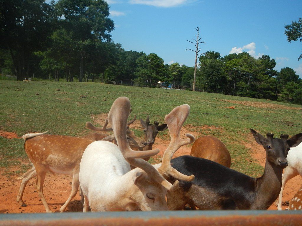 Deer gather along the drive-through road at Wild Animal Safari.