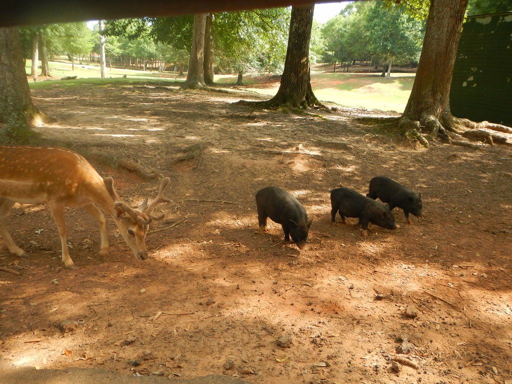 Deer and pigs share a shady pasture at Wild Animal Safari.