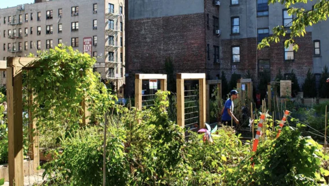 Community Gardens Transform Urban Neighborhoods