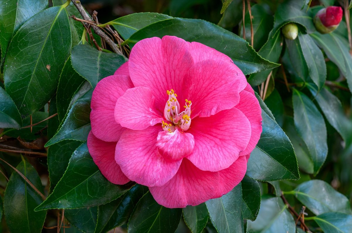 A Camellia japonica bloom (file photo). The Sam M. Wellborn Camellia Garden at the Columbus Botanical Garden holds more than 750 camellia varieties, which bloom January through March.